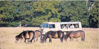  ??  ?? Safari-goers view Exmoor ponies from their vehicle. Visitors may walk unattended on the marked public footpaths through Knepp Castle’s estate at any time of year, but there also are a wide variety of guided wildlife safaris.