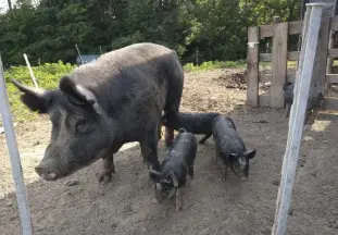  ??  ?? The author and his family became pig farmers after moving from the suburbs of Ohio to the wilds of central Kentucky (right).