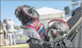  ??  ?? From left, Shih Tzus Ziggy and Pepe, of Campbell, ride in their stroller at the Bark in the Park dog festival.