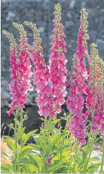  ??  ?? “This picture of a clump of foxgloves with the sun shining behind them was taken up one of the glens,” says Tricia Brown of Meigle.