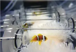  ?? Suzanne C. Mills / New York Times ?? Clown fish swim inside chambers used to measure their metabolic rate in the presence of bleached anemones. When warmer oceans bleach anemones, the clown fish that rely on them for shelter become very stressed out, scientists report.