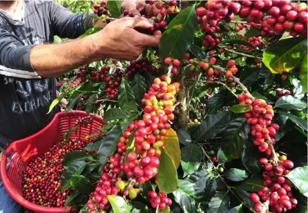  ?? Rafael PACHECO granados ?? Ante la gran demanda anticipada de café oro, los productore­s costarrice­nses tuvieron que acelerar procesos para poder embarcar la mercadería.