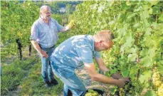  ?? FOTO: BB ?? Während Martin Steinhause­r die Qualtiät der Müller Thurgau-Trauben begutachte­t, trennt Winzer Helmut Schmid die Weinbeeren von den Kressbronn­er Rebstöcken.