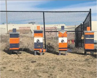  ?? PHOTOS: ARNIE STAPLETON/THE ASSOCIATED PRESS ?? Four hives have been placed on the property of the Denver Broncos. It is believed the Broncos are the first profession­al sports team to serve as beehive hosts.