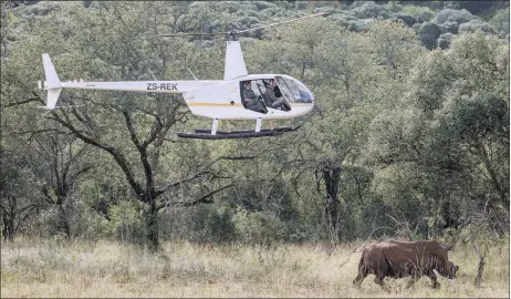  ??  ?? EYE IN THE SKY: A rhino is darted from the air prior to being dehorned as a deterrent to poachers.