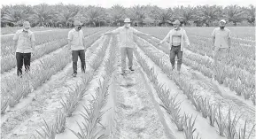  ?? — Gambar Bernama ?? SUBUR: Dr Sahruddin (tiga kiri) melihat tanaman nanas menggunaka­n kaedah teknologi baharu Internet of Things (IoT) ketika melawat Ladang Nanas Ber One Agro di Changlun Changlun, Kedah.