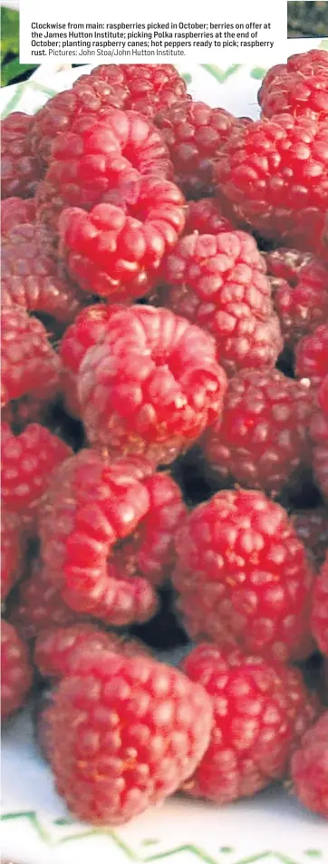  ?? Pictures: John Stoa/John Hutton Institute. ?? Clockwise from main: raspberrie­s picked in October; berries on offer at the James Hutton Institute; picking Polka raspberrie­s at the end of October; planting raspberry canes; hot peppers ready to pick; raspberry rust.