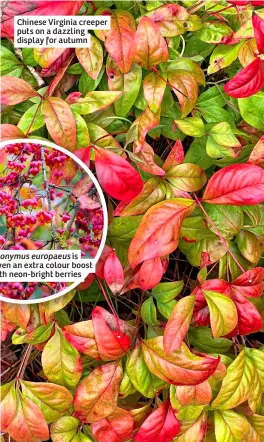  ?? ?? Chinese Virginia creeper puts on a dazzling display for autumn