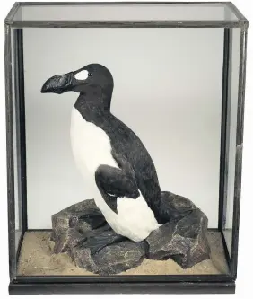  ??  ?? > The replica great auk which sold at auction in the Cotswolds for £25,000