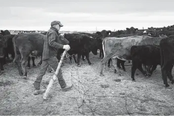  ?? Erin Schaff / New York Times ?? Steve Charter tends to the cattle on his ranch outside Billings, Mont. After years of consolidat­ion, four companies dominate the meatpackin­g industry, while many ranchers are barely hanging on.