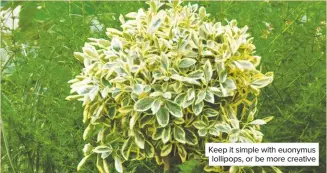  ??  ?? Keep it simple with euonymus lollipops, or be more creative