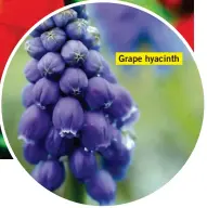  ??  ?? Grape hyacinth