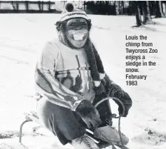  ??  ?? Louis the chimp from Twycross Zoo enjoys a sledge in the snow. February 1983