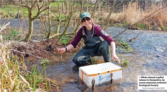  ?? Bristol Zoological Society/SWNS ?? White clawed crayfish release in Hampshire, by conservati­onists at Bristol Zoological Society