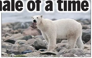  ?? — THE CANADIAN PRESS FILES ?? A male polar bear eats a piece of whale meat as it walks along the shore of Hudson Bay near Churchill in August 2010.