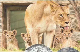  ?? ABOVE, AP; SNOW LEOPARD, ROSAMUND GIFFORD ZOO; MUNTJAC, TERRI REDHEAD ?? Above, African lion Tajiri licks one of her cubs at the Philadelph­ia Zoo. At right, Rosamund Gifford Zoo in Syracuse, N.Y., is welcoming Asa, a snow leopard, and Kya, a Chinese muntjac fawn.