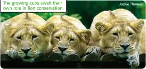  ??  ?? The growing cubs await their own role in lion conservati­on. Jackie Thomas.