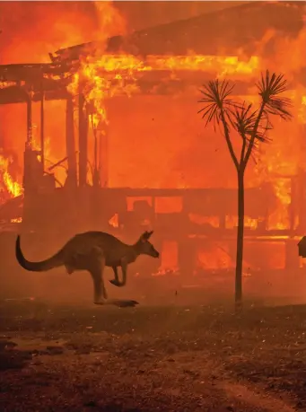 ??  ?? The Australian bushfires have killed 30 people and destroyed 2000 homes and 10 million hectares of land.