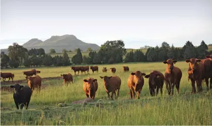  ?? FOTO: VERSKAF DEUR LE ROC BRANGUS ?? Die Brangus is ’n hoogs aanpasbare, geharde ras. Dit het wat getalle betref, binne sowat 50 jaar ontwikkel in die vierde grootste vleisbeesr­as in Suid-Afrika.