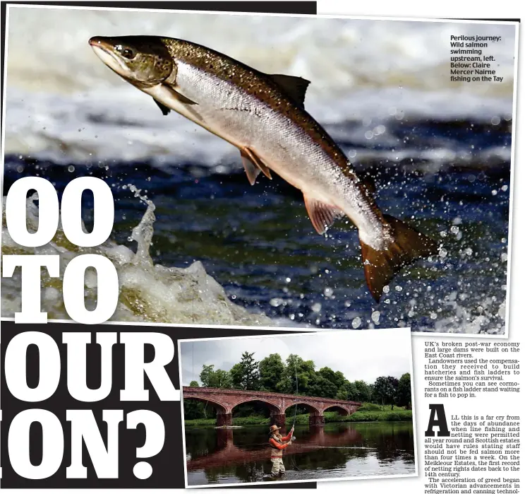  ??  ?? Perilous journey: Wild salmon swimming upstream, left. Below: Claire Mercer Nairne fishing on the Tay