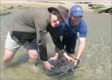  ??  ?? FREEDOM: Andrew Zaloumis and an assistant release a turtle back into the water.