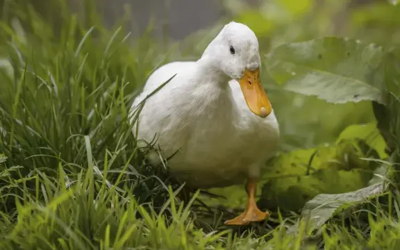  ??  ?? In a small farm setting, Pekin ducklings weigh 6 to 7 pounds, an ideal size for processing, at 7 to 8 weeks of age.