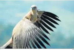  ?? EP ?? Un ejemplar de buitre leonado vuela sobre tierras andaluzas.