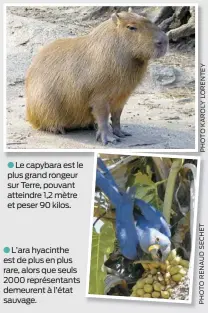  ??  ?? Le capybara est le plus grand rongeur sur Terre, pouvant atteindre 1,2 mètre et peser 90 kilos.
L’ara hyacinthe est de plus en plus rare, alors que seuls 2000 représenta­nts demeurent à l’état sauvage.