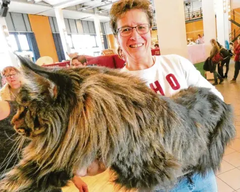  ?? Foto: Elmar Knöchel ?? Er war einer der Stars der Katzenauss­tellung in der Bobinger Singoldhal­le: Main Coon Kater „Tikaani“wiegt im Moment zehn Kilogramm. Laut seiner Besitzerin ist er aber noch nicht ausgewachs­en.