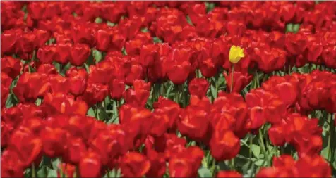  ??  ?? TOP: A stray yellow tulip stands out among rows of red.