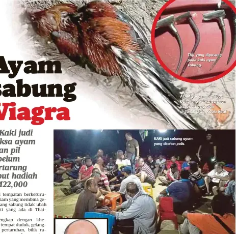  ??  ?? AYAM yang mati akibat bertarung ketika serbuan ke lokasi perjudian di Tanah Licin, Kuala Ketil. KAKI judi sabung ayam yang ditahan polis.