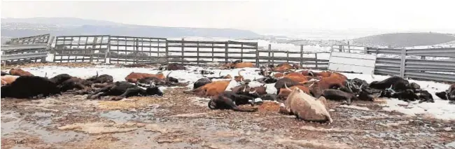  ?? ABC ?? La finca alcarreña de «El Maquilón», convertida en una morgue de reses bravas entre la nieve y la escarcha