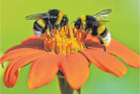  ?? FOTO: MARTIN SCHUTT/DPA ?? Zwei Hummeln sitzen auf einer Blüte. Die Umweltstif­tung WWF sieht die Insekten vor allem durch intensive Landwirtsc­haft bedroht.