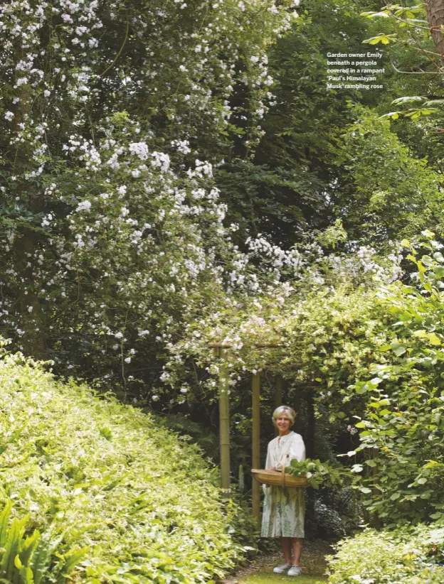  ??  ?? Garden owner Emily beneath a pergola covered in a rampant ‘Paul’s Himalayan Musk’ rambling rose
