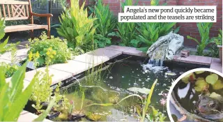  ??  ?? Angela’s new pond quickly became populated and the teasels are striking