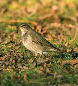  ?? ?? SIX: Female Black-throated Thrush (St Asaph, Clwyd, 29 December 2016). This rather featureles­s thrush shows dull grey upperparts, a weakly marked face pattern, diffusely streaked flanks and a gorget of dark marks across the upper breast. It doesn’t strongly resemble a Redwing, nor is it any of the common British thrushes. It is instead the dramatical­ly rarer Black-throated Thrush.