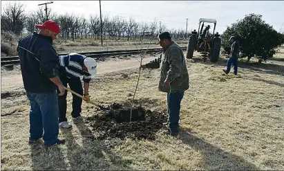  ??  ?? se pLantaron 40 árboles