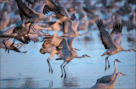  ?? Chicago Tribune (TNS)/E. JASON WAMBSGANS ?? Lesser sandhill cranes take off from their spot on the Platte River near Gibbon, Neb. Hundreds of thousands of cranes make their way through Nebraska on their northern migration.