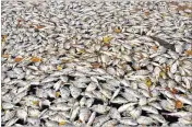  ?? MALCOLM DENEMARK / FLORIDA TODAY 2016 ?? Dead fifish clog the Banana River in Cocoa Beach in March 2016. Fish kills in the Indian River Lagoon have increased in recent years as the population of Central Florida has swelled.