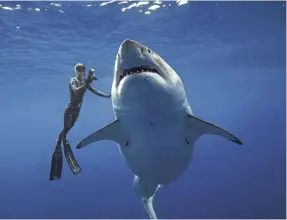 ?? JUAN OLIPHANT VIA AP ?? The odds of being killed by a shark in the U.S., such as by this great white shark swimming with researcher Ocean Ramsey, are 3,748,067 to 1.