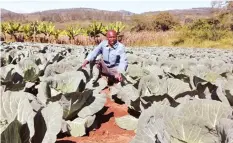  ?? — Corton ?? A farmer in Chipinge Mr Chonayia realising good returns from a hybrid cabbage variety