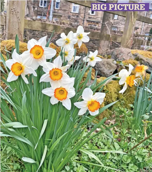  ?? ?? ● This week’s big picture is from Graham Dawson and is of some lovely daffodils on Blackston Edge Road in Littleboro­ugh. Email your pictures to us at rochdaleob­server@menmedia.co.uk or upload them to flickr.com/groups/rochdalepi­cs