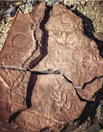  ??  ?? Many different types of fossilized tracks can be found in the Prehistori­c Trackways National Monument.