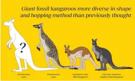  ?? Illustrati­on: Traci Klarenbeek ?? An artist’s impression of the newly described extinct species Protemnodo­n viator and its relative Protemnodo­n anak, compared at scale with the living species Osphranter rufus (red kangaroo) and Macropus giganteus (eastern grey kangaroo).