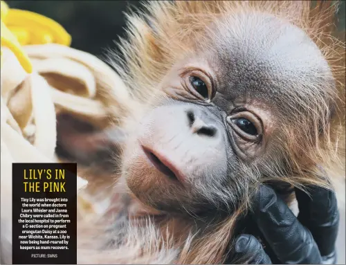  ??  ?? Tiny Lily was brought into the world when doctors Laura Whisler and Janna Chibry were called in from the local hospital to perform a C-section on pregnant orangutan Daisy at a zoo near Wichita, Kansas. Lily is now being hand-reared by keepers as mum recovers.