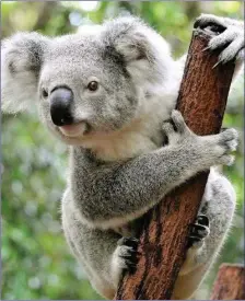  ??  ?? Deaths of Koalas in Australia skyrockete­d this year.