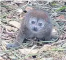  ??  ?? The Lake Alaotra gentle lemur.