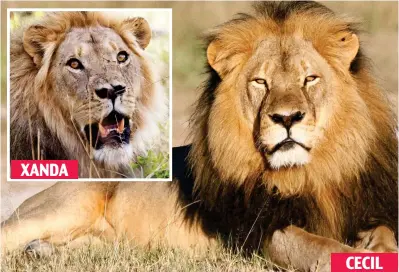 ??  ?? XANDA CECIL Trophy kills: Both Xanda and his father were killed after straying outside a protected area