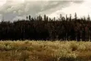  ?? Gabrielle Canon/The Guardian ?? A stand of burned trees are reminders of recent wildfires in California’s far north, even after a drenching winter. Photograph: