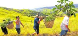  ?? —WILLIE O. LOMIBAO ?? GREEN CAMPAIGN Members of the Pangasinan Native Trees Enthusiast­s (PangNTE), volunteers and government employees bring saplings of native trees to Daang Kalikasan in Mangatarem, Pangasinan, during a tree planting activity on June 25 last year.